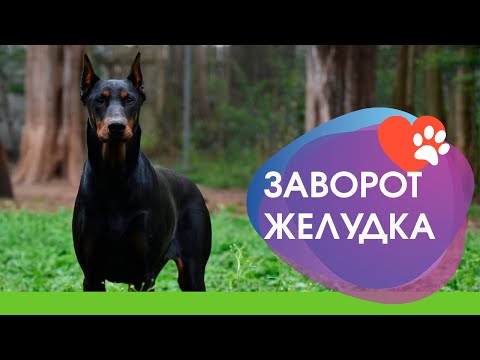 Видео: Заворот желудка у собак