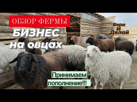 Видео: Подготовка к окоту у овец. Обзор фермы. #овцеводство #бизнесвдеревне #кфх #лпх