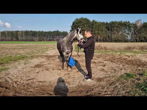 Видео: Якщо кінь кусає, якщо кінь не слухається,що робити? Відповідь!!