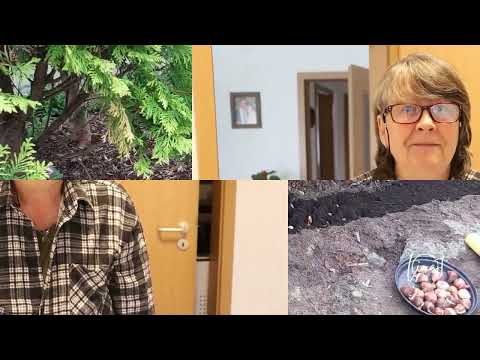 Видео: Садовые секретики  Тюльпаны