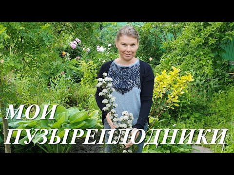 Видео: Пузыреплодники - одни из лучших кустарников для вашего сада