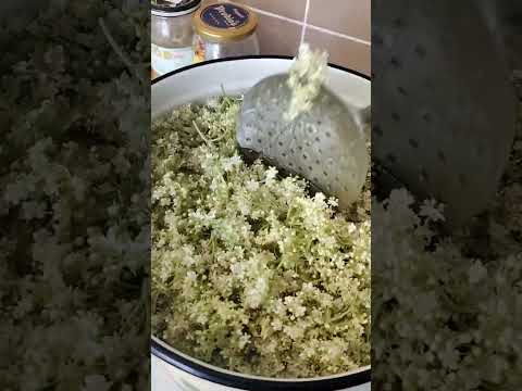 Видео: шампанское медовое с цветами бузины. Простой вкусный рецепт. 1 часть.