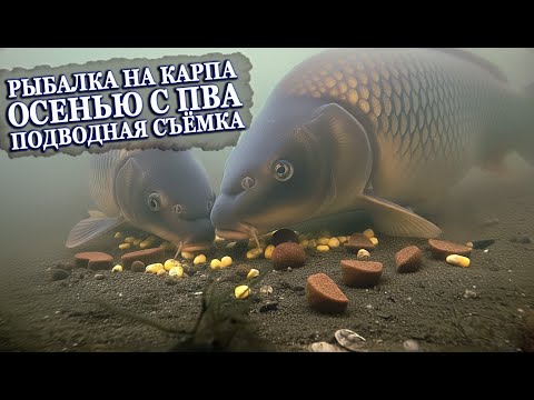 Видео: КАРП ОСЕНЬЮ c ПВА #2  ПОДВОДНАЯ СЪЁМКА! (Секреты ловли в холодной воде)