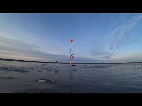 Видео: ЛОВЛЯ КРУПНОЙ ЩУКИ НА ЖЕРЛИЦЫ. ВТОРОЙ ПЕРВЫЙ ЛЕД ПРИНЕС ПРИЯТНЫЕ ТРОФЕИ!!! РЫБАЛКА МЕЧТЫ)))