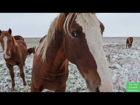 Видео: Первый снег. Жеребята в шоке. пришёл чужой табун.