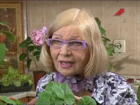 Видео: Сад.  Серия 187.  Петунья, пеларгония и анютины глазки