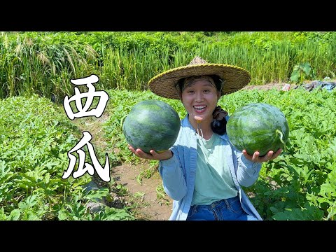 Видео: Арбуз наконец-то созрел, первый кусочек лета самый сладкий