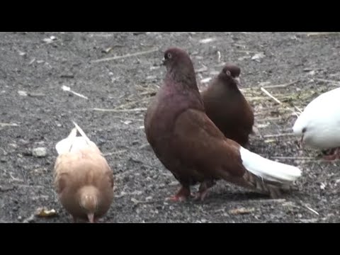 Видео: "Зараз немає крові у голубів"