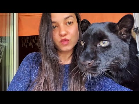 Видео: День рождения пантеры Луны🥳❤️😸🎉