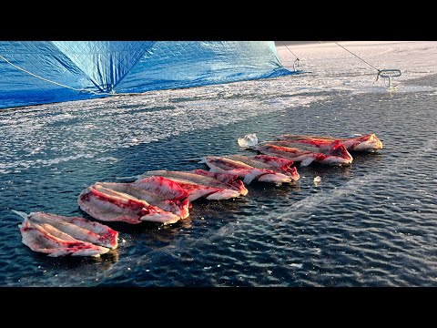 Видео: Рыбалка на омуля 2023 😁🎣