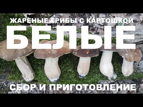 Видео: БЕЛЫЕ ГРИБЫ ЖАРЕНЫЕ С КАРТОФЕЛЕМ. СБОР ГРИБОВ. ПРИГОТОВЛЕНИЕ. РЕЦЕПТЫ СЮФ