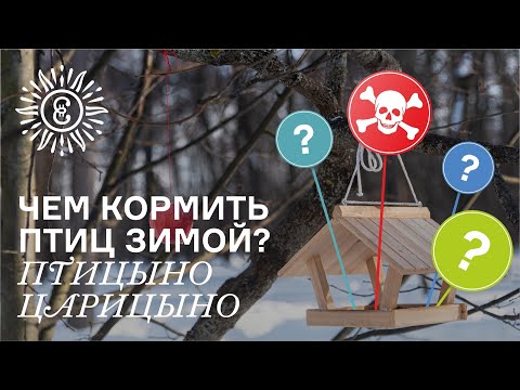 Видео: Чем кормить птиц зимой? Птицыно Царицыно.