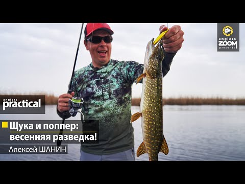 Видео: Щука и поппер: весенняя разведка! Алексей Шанин.  Anglers Practical