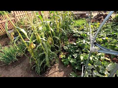 Видео: Надо ли удалять пасынки у кукурузы
