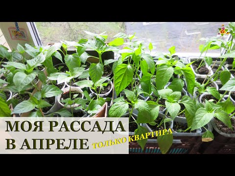 Видео: Рассада в апреле / Хризантемы / Гладиолусы