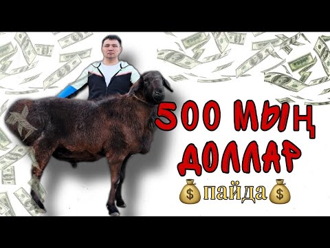 Видео: Бір қошқардан 500 мың доллар пайда! Қуаныш Мықтыбаевтың қошқарлары