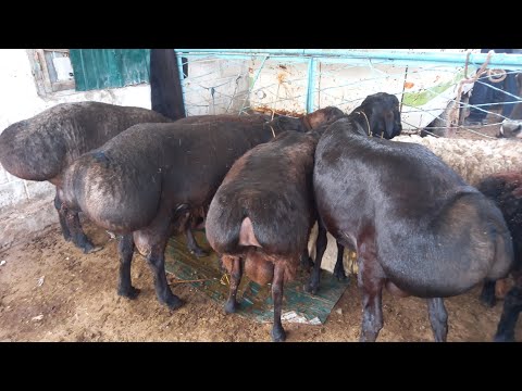 Видео: ГУСФАНДИ ЗОТИ АВГОНИ И  ХИСОРИ 🇹🇯👍