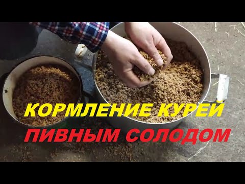 Видео: Кормление курей пивной дробиной.