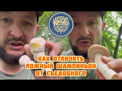 Видео: Как отличить ложный шампиньон от съедобного ?!?