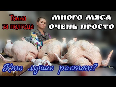 Видео: Как вырастить САМЫХ БОЛЬШИХ индюков всего за 5 месяцев без потерь