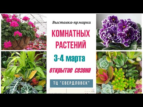 Видео: Выставка комнатных цветов 3 и 4 марта 2023 г.  Екатеринбург