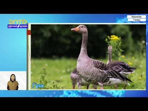 Видео: 7-класс | Биология | Класс птицы