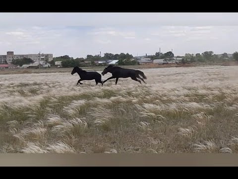 Видео: "Айғыр" қашып кетті..."Жеребец убежал...🤷‍♂️🤷‍♂️🤷‍♂️