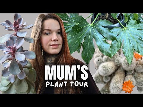 Видео: ЭКСКУРСИЯ ПО КОЛЛЕКЦИИ КОМНАТНЫХ РАСТЕНИЙ МОЕЙ СВЕЖЕСТИ