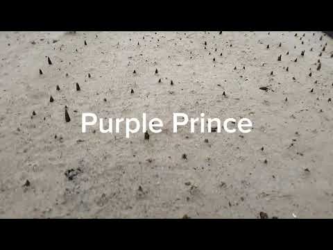 Видео: Начало выгонки тюльпанов. всходы сортов, обзор.  Обзор теплицы.