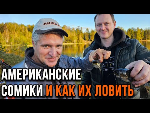 Видео: Сомики и как их ловят.