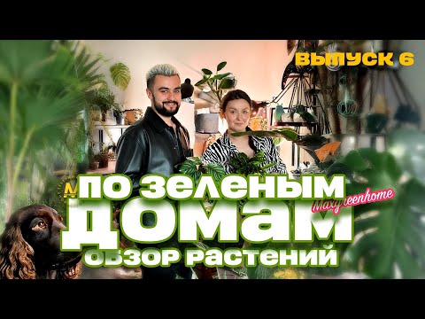 Видео: По зеленым домам! Выпуск 6. В гостях у Дарьи. Обзор комнатных растений в Казани.