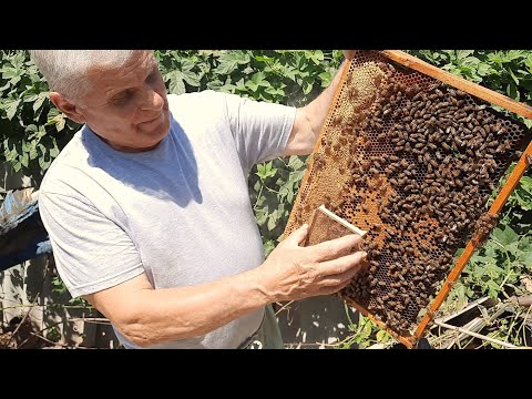 Видео: Пчелиные матки. Интересная особенность