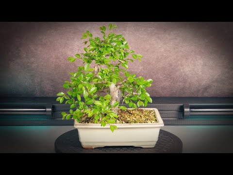 Видео: Обрезка бонсай из вяза китайского (дерево 6 - часть 2)