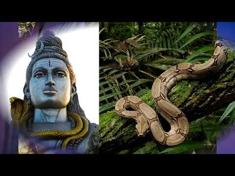 Видео: §20 "Природа и люди Древней Индии", История древнего мира 5 класс, Вигасин