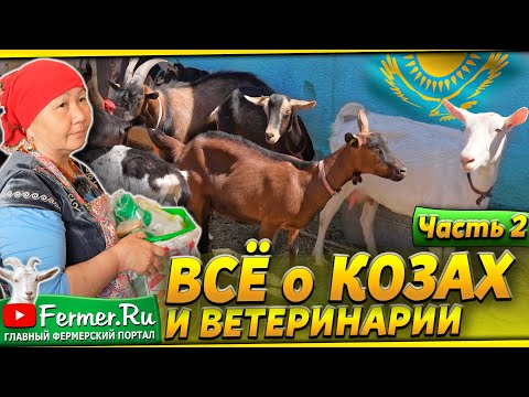 Видео: Козья ферма на 20 сотках. Содержание коз в частном хозяйстве.  Аптечка козовода. Чем кормить коз?