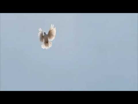 Видео: Николаевские и Курские голуби. Моя самая большая ошибка.