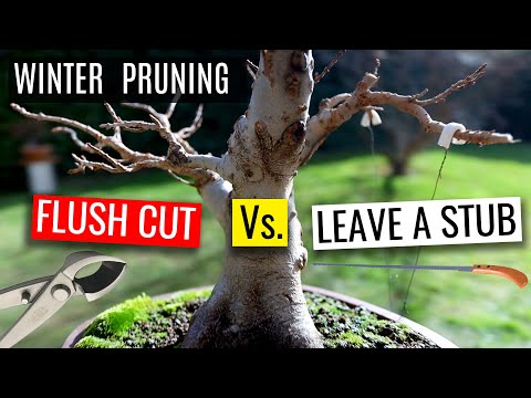 Видео: Как обрезать бонсай | Зимняя обрезка бонсай из клёна трёхзубчатого