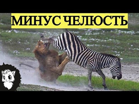 Видео: ЖИВОТНЫЕ КОТОРЫЕ ДАЛИ ОТПОР ХИЩНИКУ [Белый кот]