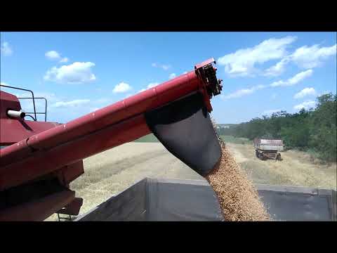 Видео: Уборка зерновых 2018г. ПАЛЕССЕ GS812. Часть 2