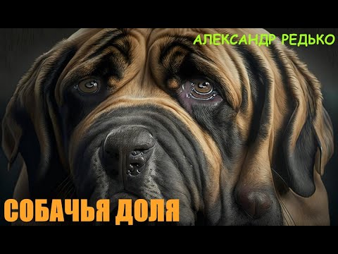 Видео: Собачья Доля. Александр Редько