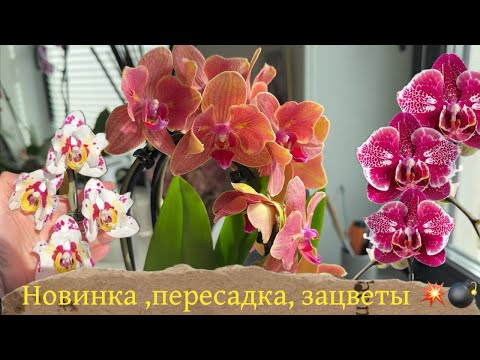 Видео: Новинка - мечта , пересадки орхидей фаленопсис и новые зацветы в коллекции #phalaenopsisorchid