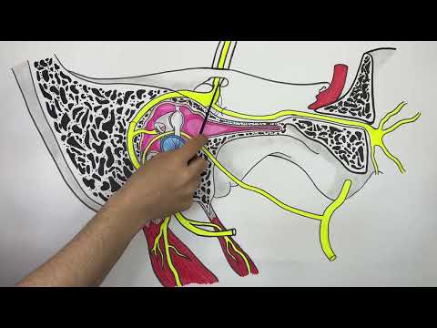 Видео: Бет нерві|Facial nerve|Лицевой нерв