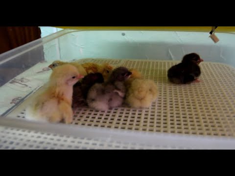 Видео: Рейтинг инкубаторов. Их минусы и плюсы. Мои ТОП-3 инкубатора.