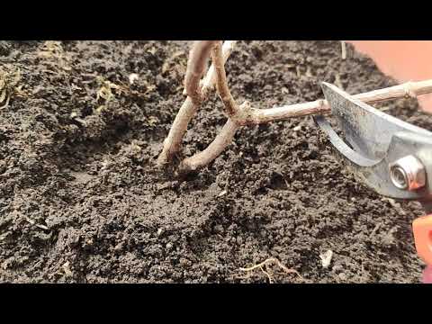 Видео: Весенняя обрезка метельчатой гортензии 🌿Исправляю ошибки неправильной прошлогодней обрезки