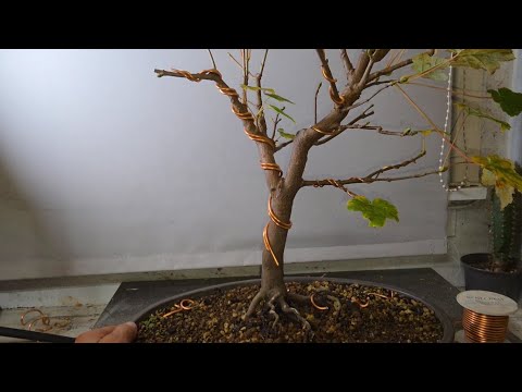 Видео: Большая ветка бонсай-платана нуждается в проволоке