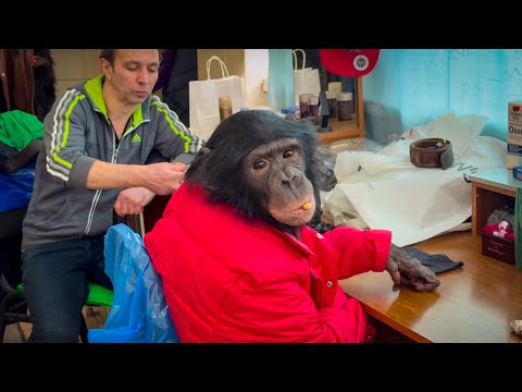 Видео: Хочешь купить себе обезьяну? Посмотри это видео