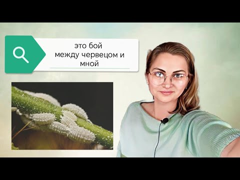 Видео: Обработка орхидеи от мучнистого червеца. Посадка на фитильный полив в мох