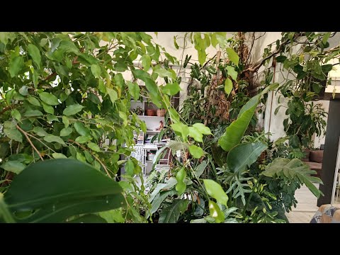 Видео: Зимний сад и карпы 16.11.25 Тюмень