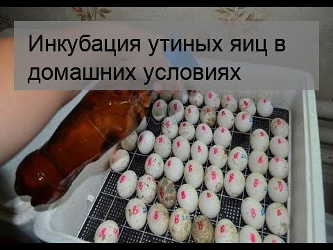 Видео: Инкубация утиных яиц в домашних условиях