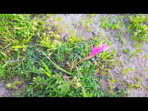 Видео: Восход солнца. Иссык сегодня. Май 2024года.